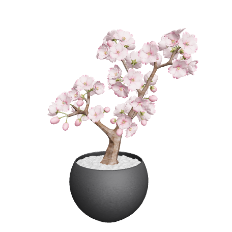 桜の盆栽完成したが…