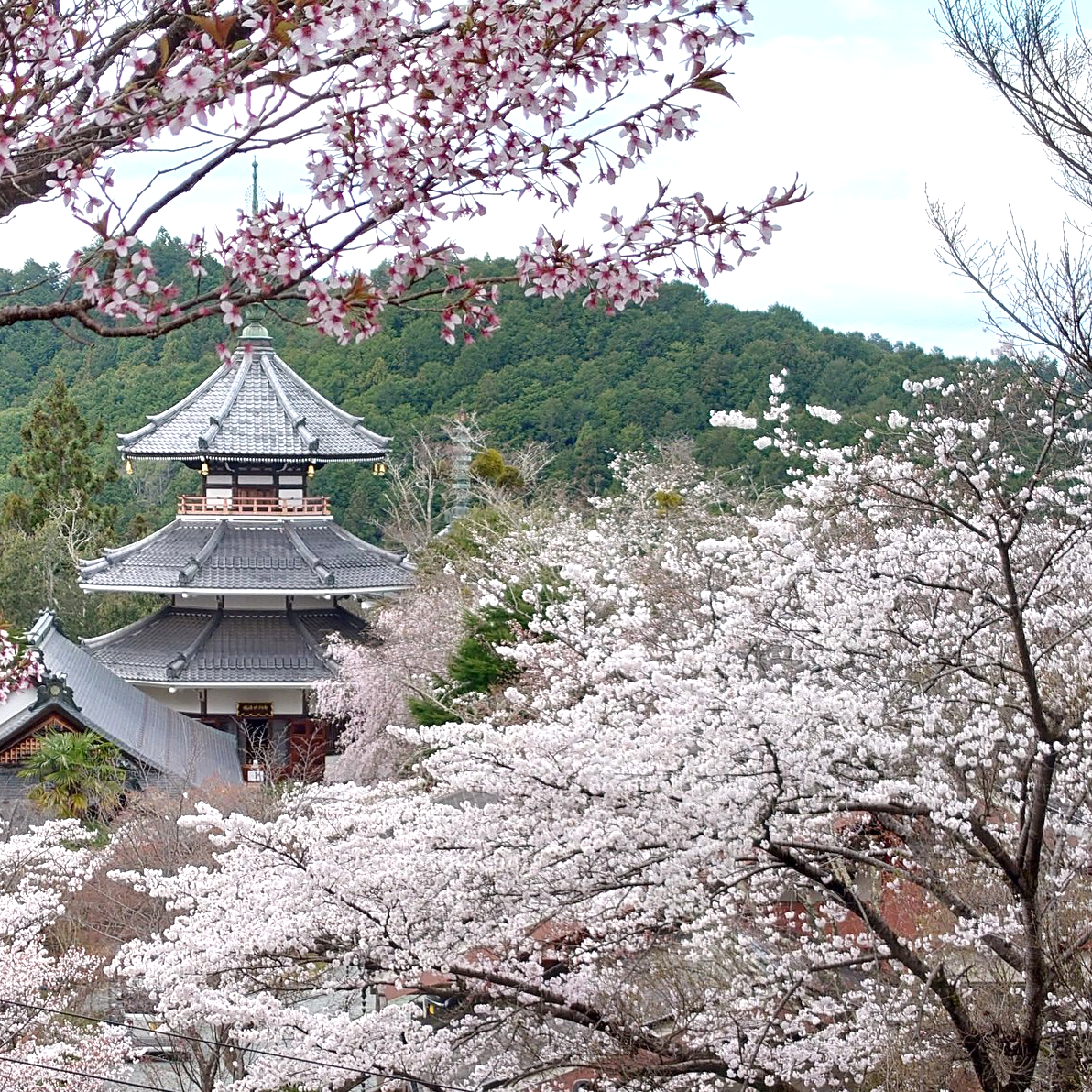 吉野千本桜